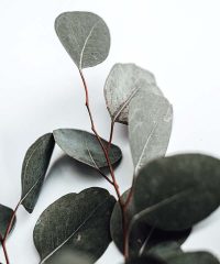 Eucalyptus Oil